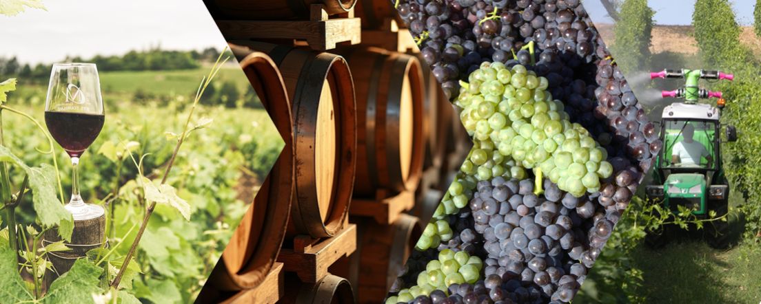 Dati e Tecnologia in Vigneto: l’Agricoltura 4.0 per una filiera vitivinicola più Efficiente: Il contributo del Progetto Winery Farming 4.0